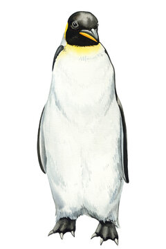 Watercolor penguin isolated on white background. Hand drawn emperor penguin illustration. Cute antarctic bird