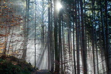 A forest with trees, fog and backlight
