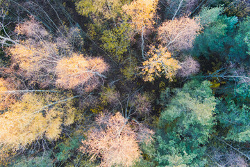 Nature of Estonia, colorful autumn forest, above view, close up.