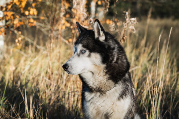 Siberian husky dog ​​with multi-colored eyes in the autumn forest. Close up.