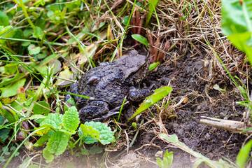 toad on the grass. frog with babies.