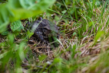 toad on the grass. frog with babies.