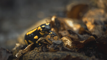 Feuersalamander (Salamandra salamandra)