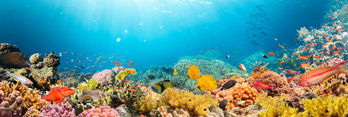 Underwater Tropical Corals Reef with colorful sea fish. Marine life sea world. Tropical colourful underwater panormatic seascape.