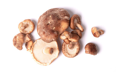 Fresh shiitake mushrooms on white background