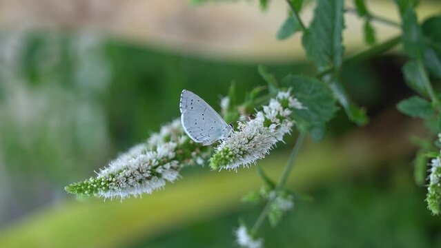 The Holly blue white butterfly (Celastrina argiolus) on a mint green plant.