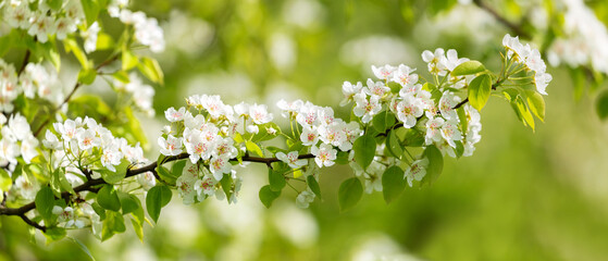 Branch of blooming pear tree in a garden. White flowers on a pear tree