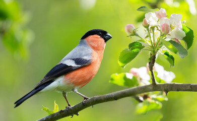 Little bird sitting on branch of blossom apple tree. The common bullfinch