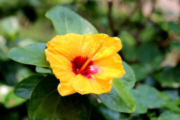 Yellow hibiscus flower in the garden