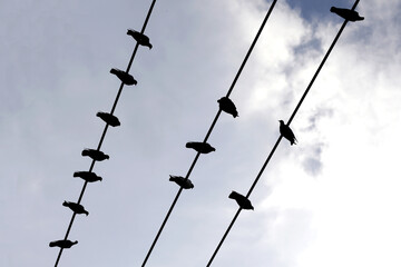 Silhouette birds on wire cable against blue sky