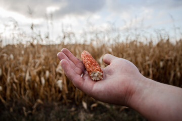 A head of corn in hand against the background of a dry corn field. Hunger, bad harvest.