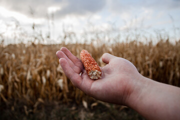 A head of corn in hand against the background of a dry corn field. Hunger, bad harvest.