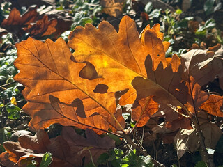 Herbstliches Laub