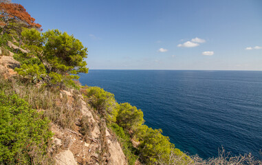 Mediterranean landscape, seascape with pine trees near Costa de los pinos, Cala Millor, Mallorca island, Spain