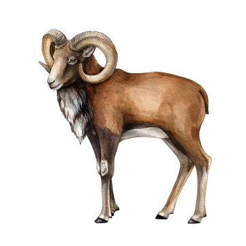 Urial wildlife asian animal watercolor illustration. Hand drawn wild mountain sheep with big horns. Urial standing male mutton element. Isolated on white background