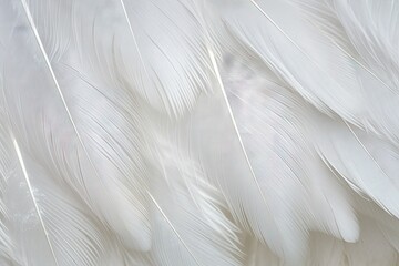Closeup photo of a white bird wing with detailed soft feathers on an abstract light background Suitable for design purposes