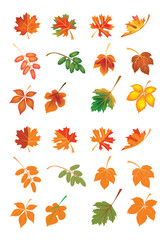 autumn leaves collection