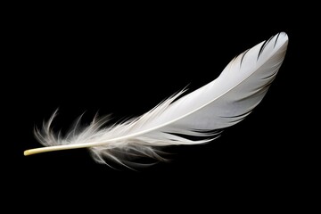 A white swan feather falls alone on a black backdrop