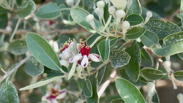 Red flowers of pineapple guava