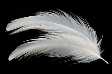 Black background white duck feathers alone - obrazy, fototapety, plakaty