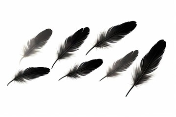 Black feathers floating in the air isolated on a white background