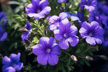 High quality photo of a blue violet flower in a garden - obrazy, fototapety, plakaty