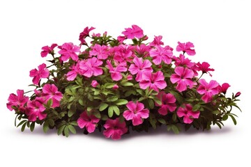 High quality white background flower bush for garden design with pink flowers