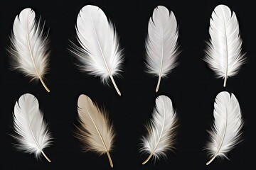 Isolated group of white feathers