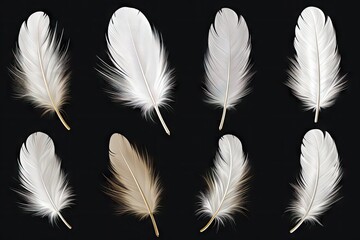 Obraz premium Isolated group of white feathers