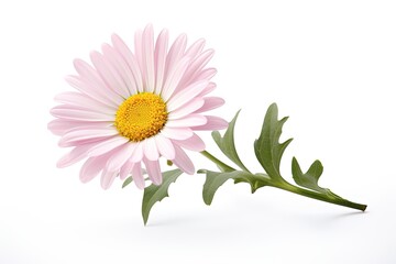 Isolated white daisy with pink on white background with clipping path