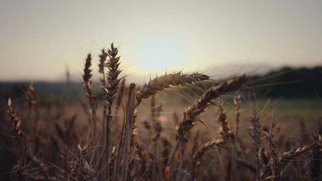 Poorly grown wheat due to summer drought on agricultural field at sunset