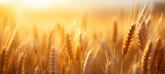 Golden wheat field, ears of golden wheat close up with sunset landscape, Generatie AI