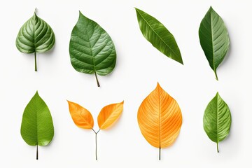 Fototapeta premium Macro studio photo of organic orange leaf with full depth of field and leaf citrus clipping path for leaf collection