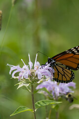 Monarch Butterfly on wild bee balm