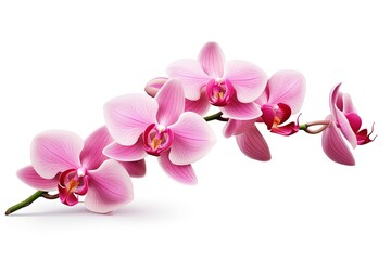 Fototapeta na wymiar Pink orchid Tropical flower alone on white background Preserve path