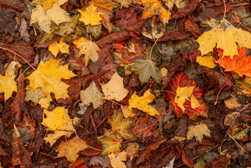 autumn leaves full frame, autumn texture