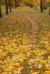 trail in the autumn park, vertical photo