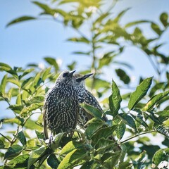 Zwei Stare sitzen auf einem Holunderbaum in der Sonne