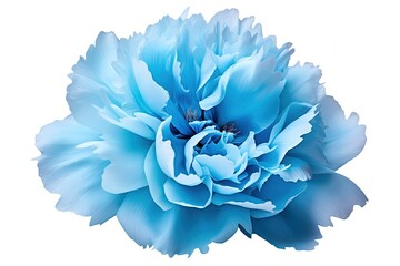 Turquoise peony on isolated white background closeup with no shadows Natural garden bloom