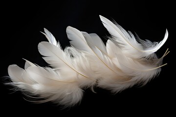 White feathers floating alone on dark background