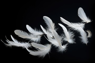Obraz premium White feathers of birds falling over black background