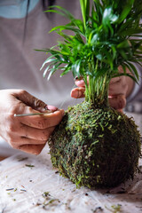 Sculpting Nature: Kokedama and Skillful Hands