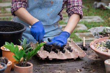 Woman plant flowers seeds in egg carton recycled or reusable paper cardboard, DIY useable hobbies...