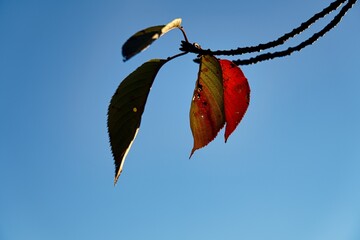 Tokyo, Japan - October 22, 2023: Autumn leaves of Japanese cherry tree in autumn
