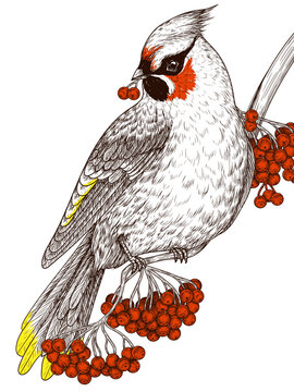 recommend clip art: Vector illustration of a waxwing on a winter rowan branch in engraving style