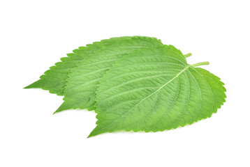 Sesame Leaf isolated on white background, Korean Green leaf on white