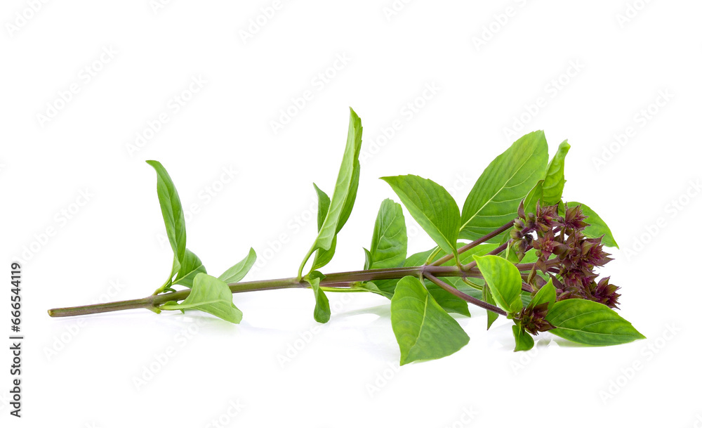 Wall mural basil flower isolated on white background