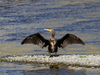 羽を広げる若いカワウ