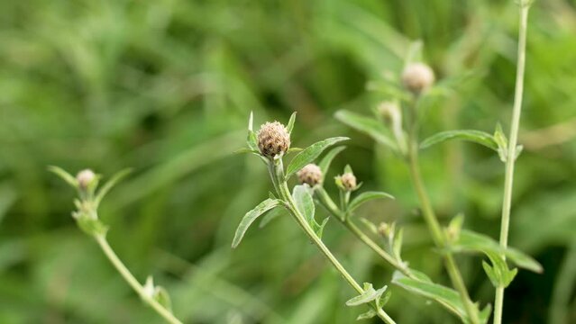Growing green wild plant with fresh blooming flower buds on a field