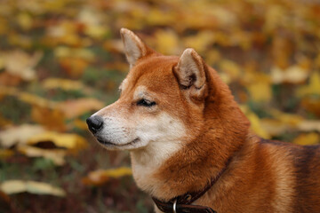 Naklejka na ściany i meble Shiba Inu dog. Portrait of a Japanese Shiba Inu dog in an autumn park